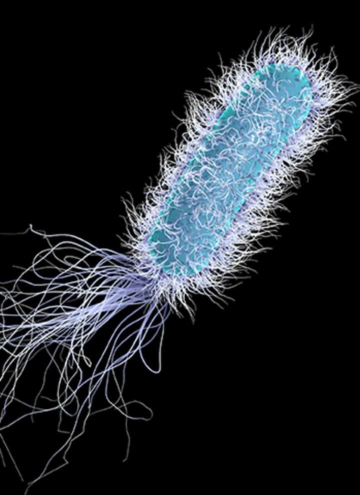 Legionella under the microscope Legionella under the microscope